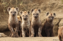 Jeunes hyènes tachetées au terrier commun