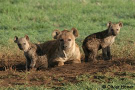 Hyena mum with twins