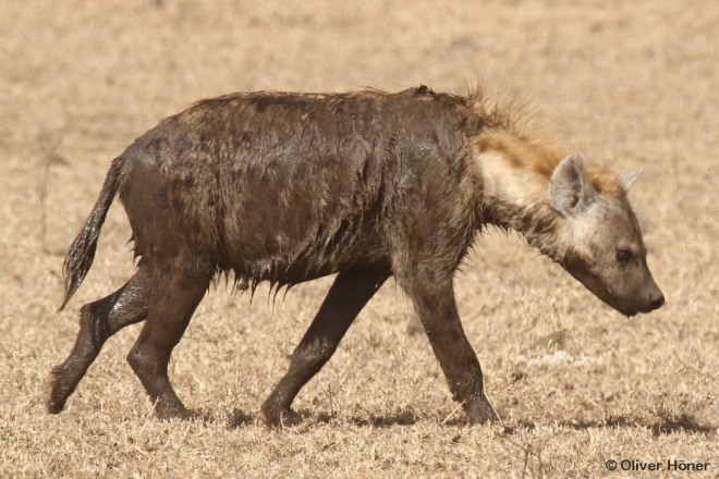 Une hyène très sale