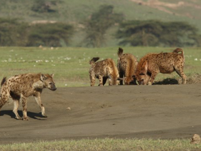 Les fils à maman ne sont pas des losers chez les hyènes tachetées!