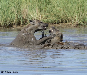 Les hyènes adorent jouer dans l'eau.